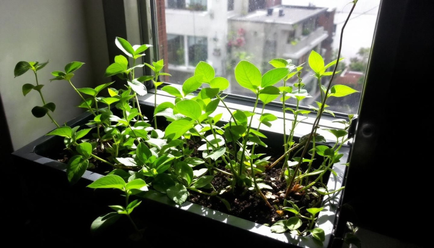 Cultiver un potager d'intérieur toute l'année techniques et astuces pour les espaces réduits